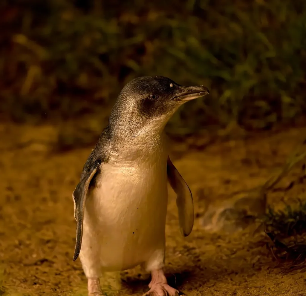 Penguin Parade