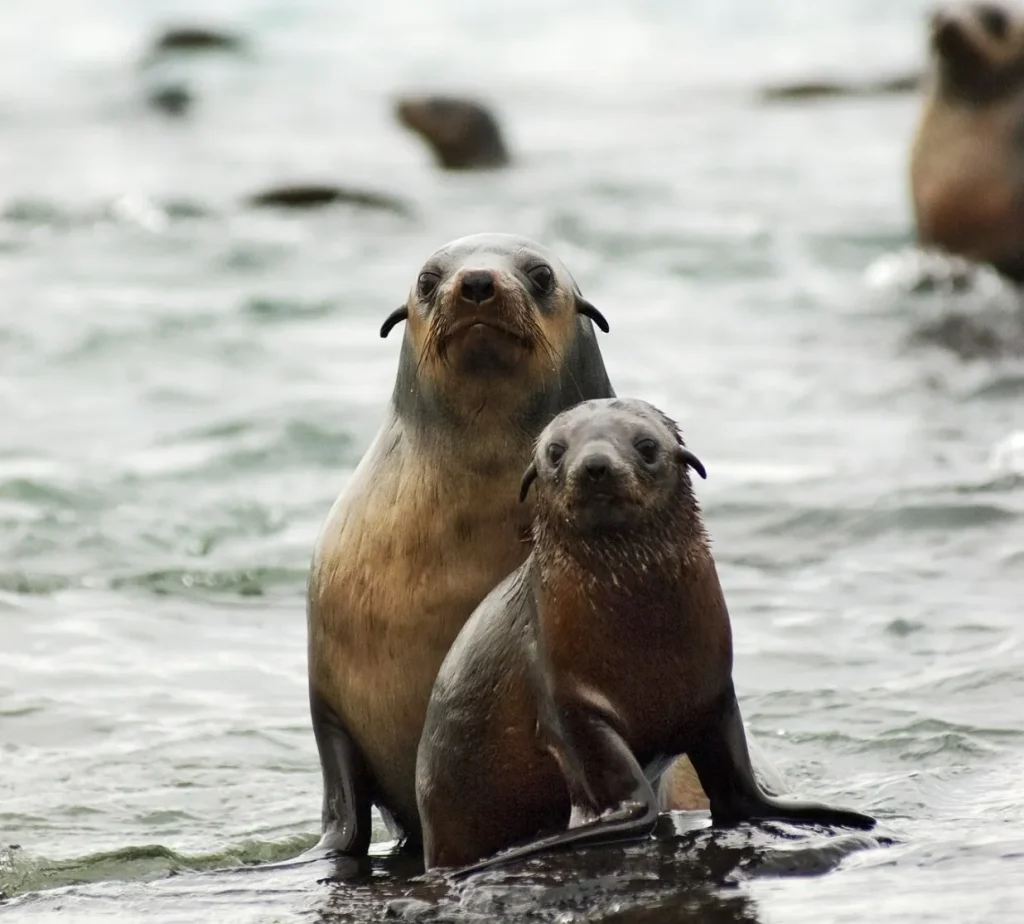  Seal Rocks