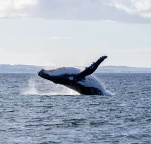 The Best Time to Visit Phillip Island