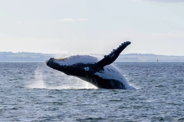 The Best Time to Visit Phillip Island