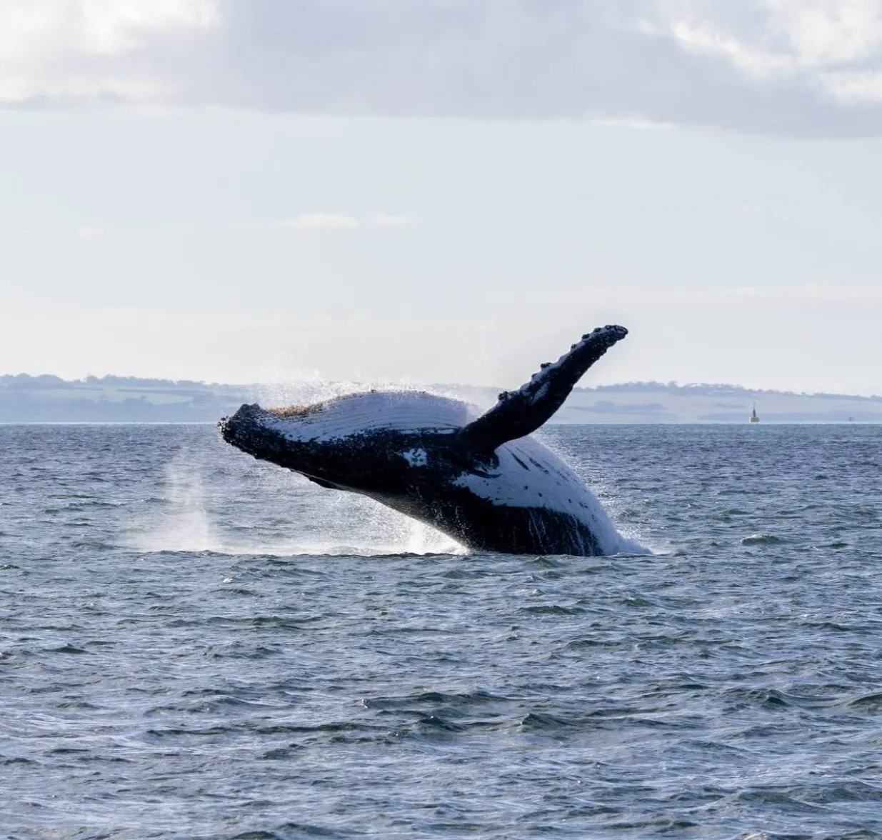 The Best Time to Visit Phillip Island