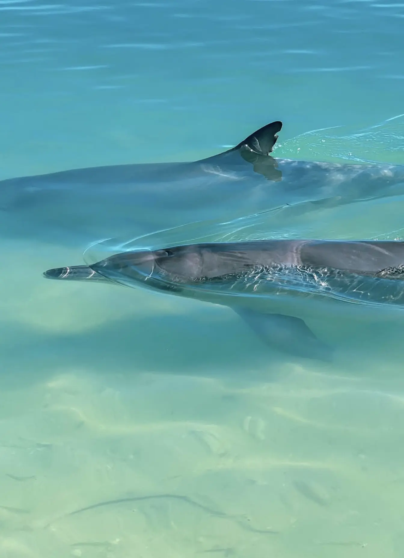 Dolphin Feeding Sessions WA