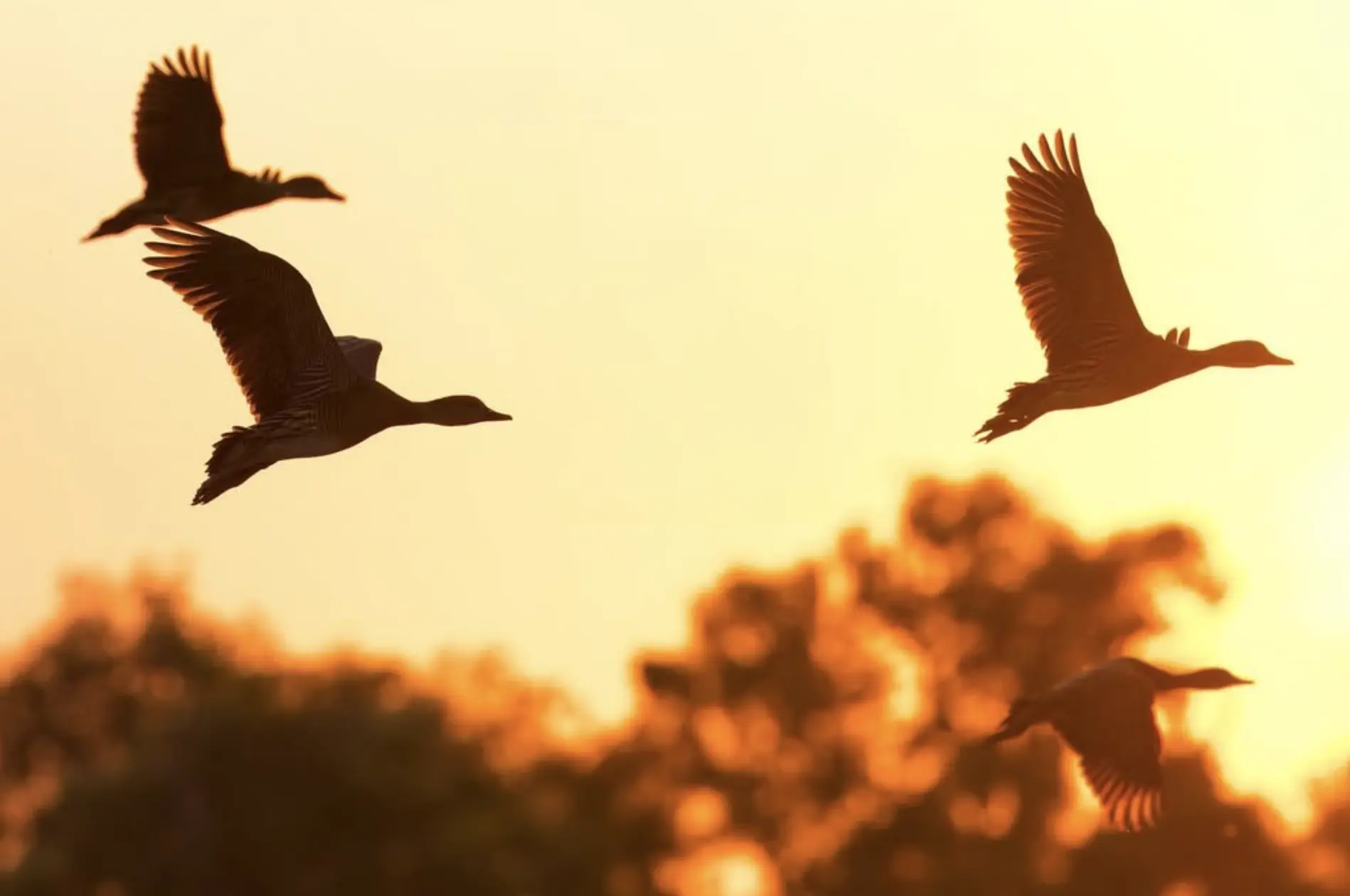 Kakadu Bird Species