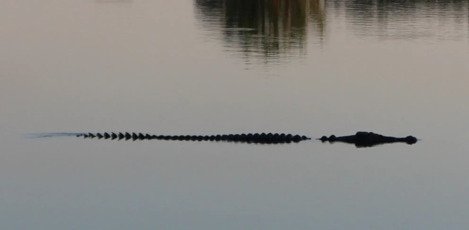 Kakadu Crocodiles