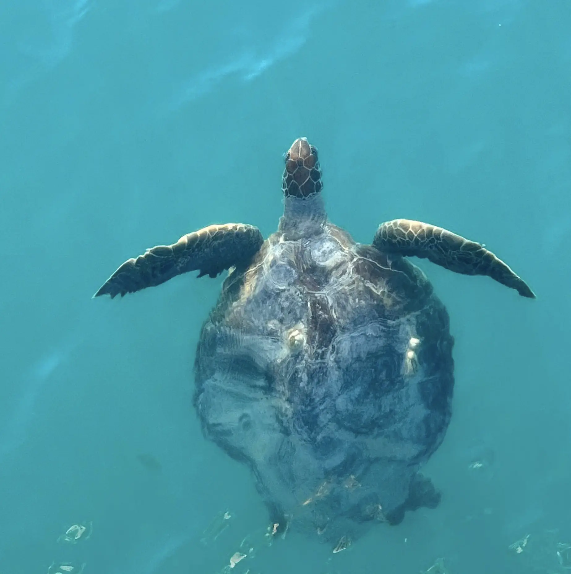 Sea Turtles Shark Bay WA