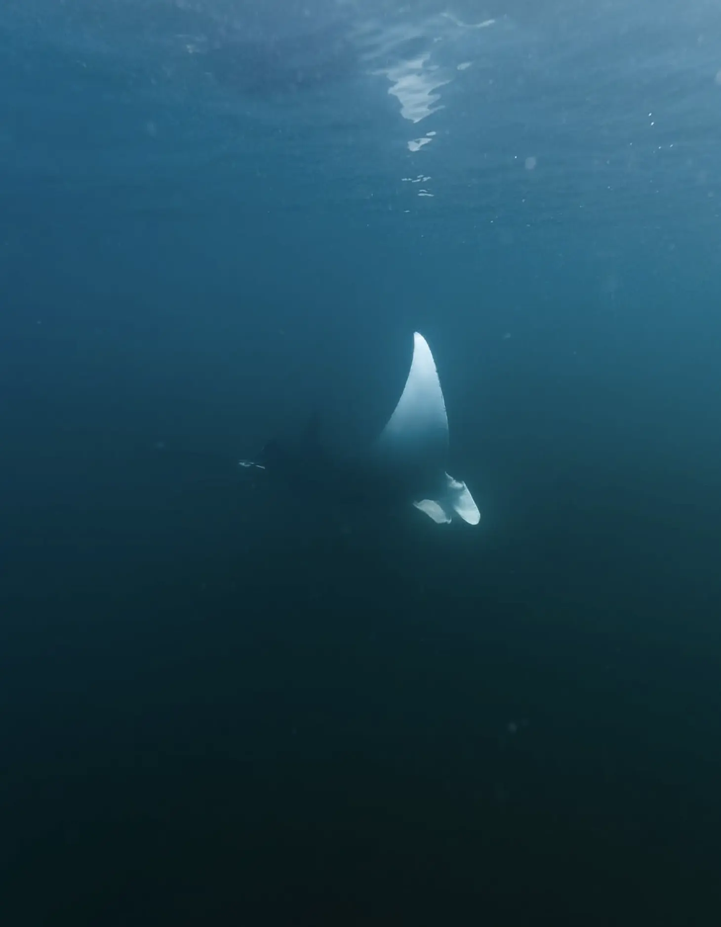 Shark Bay Marine Life