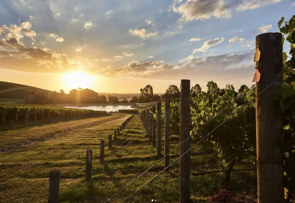 Yarra Valley Wine Region