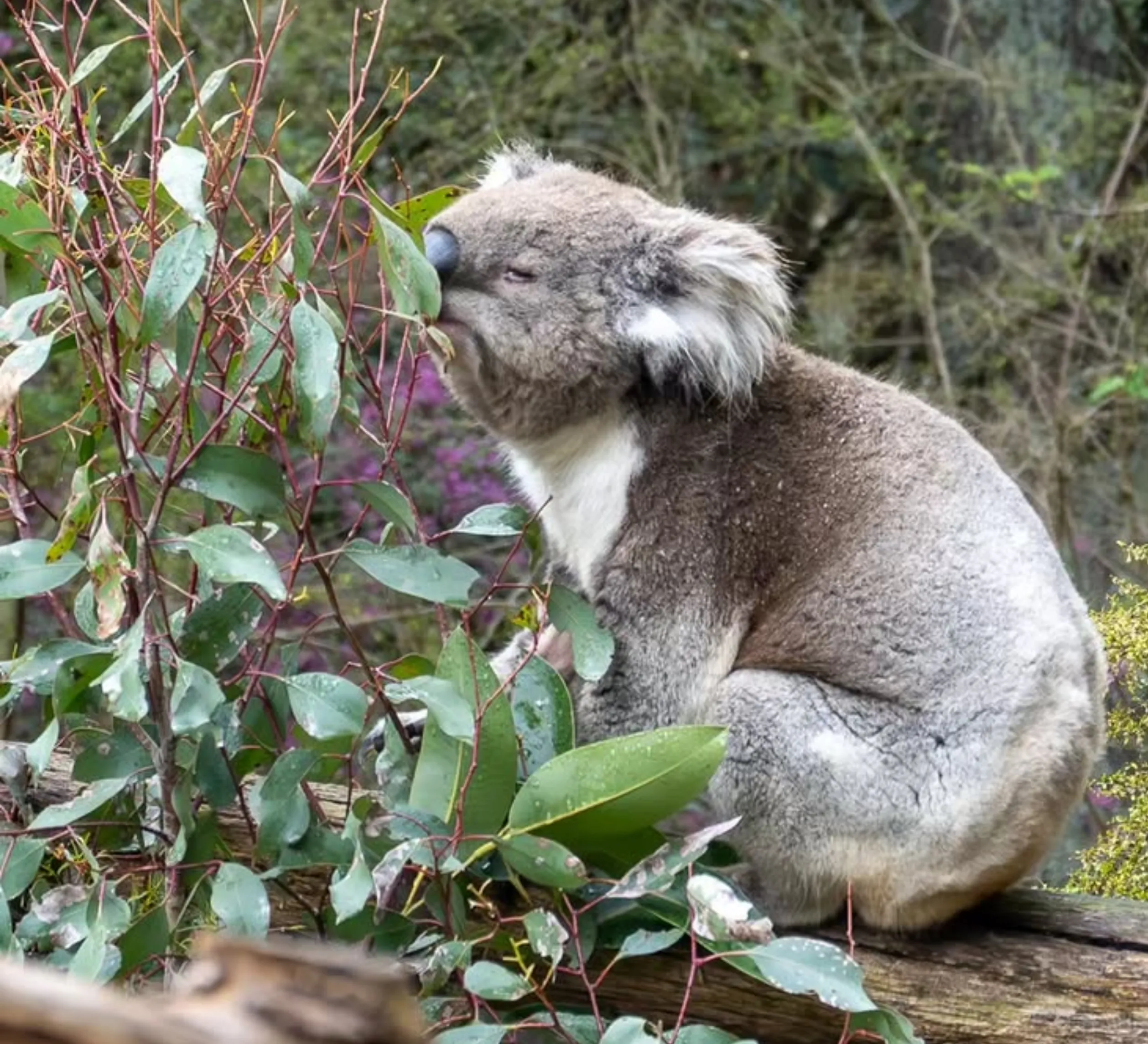 Australian wildlife park near Melbourne