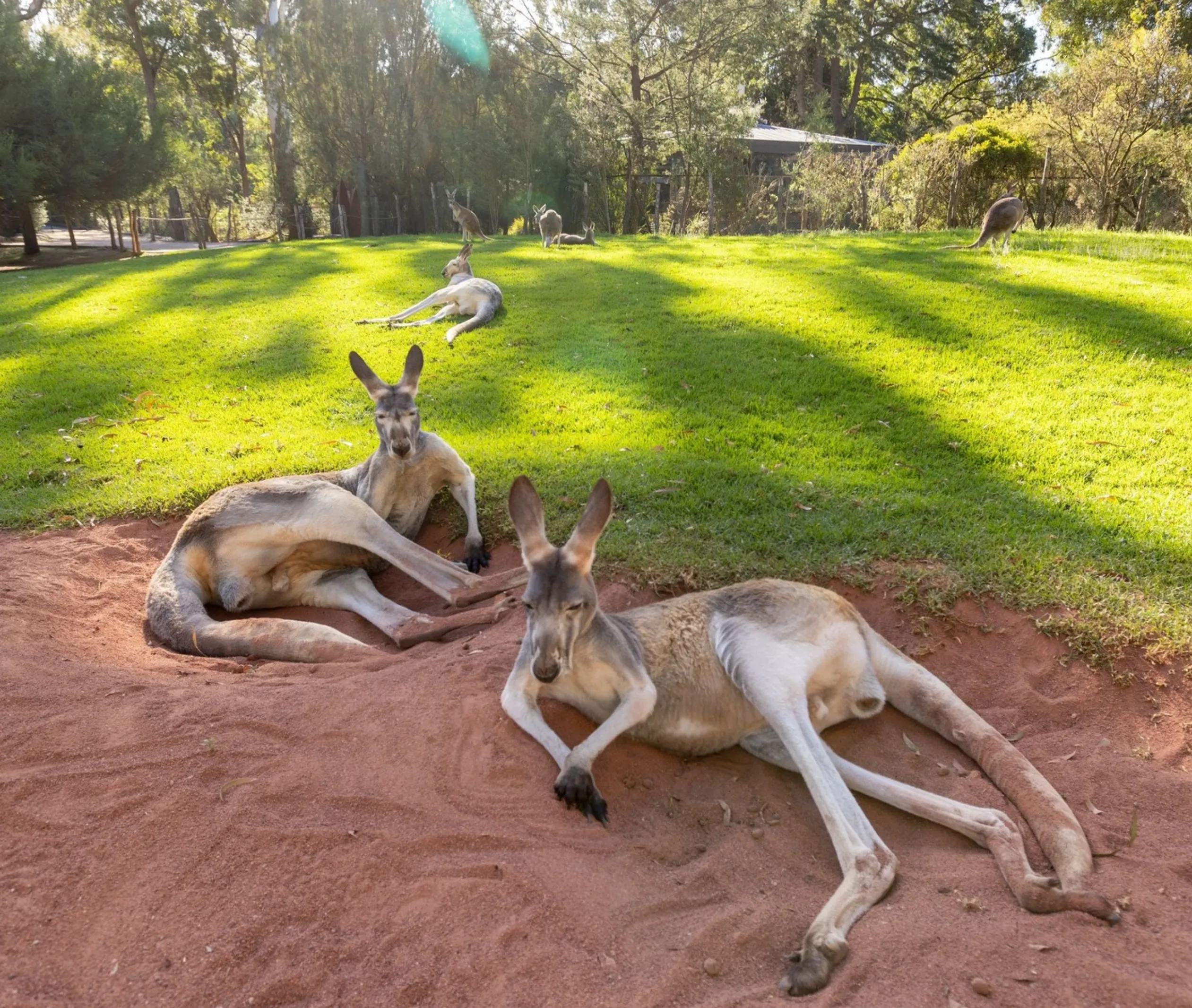 Healesville Sanctuary half day visit