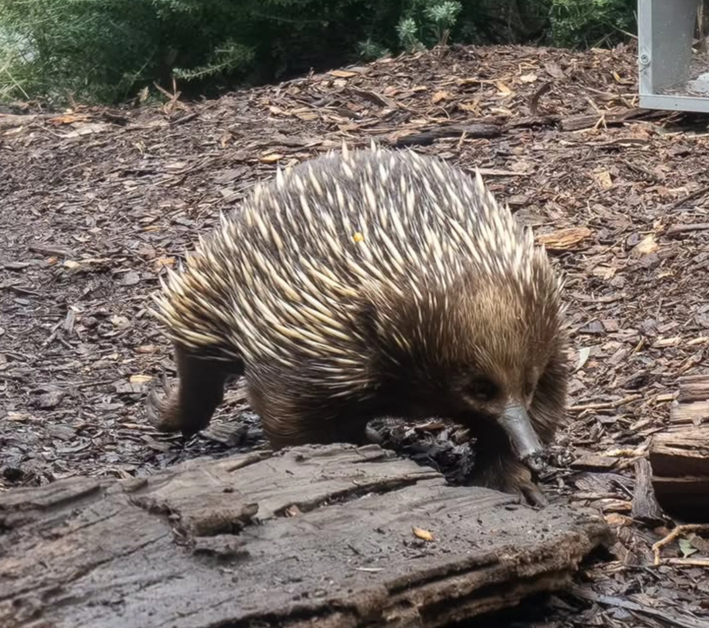 Healesville Sanctuary itinerary