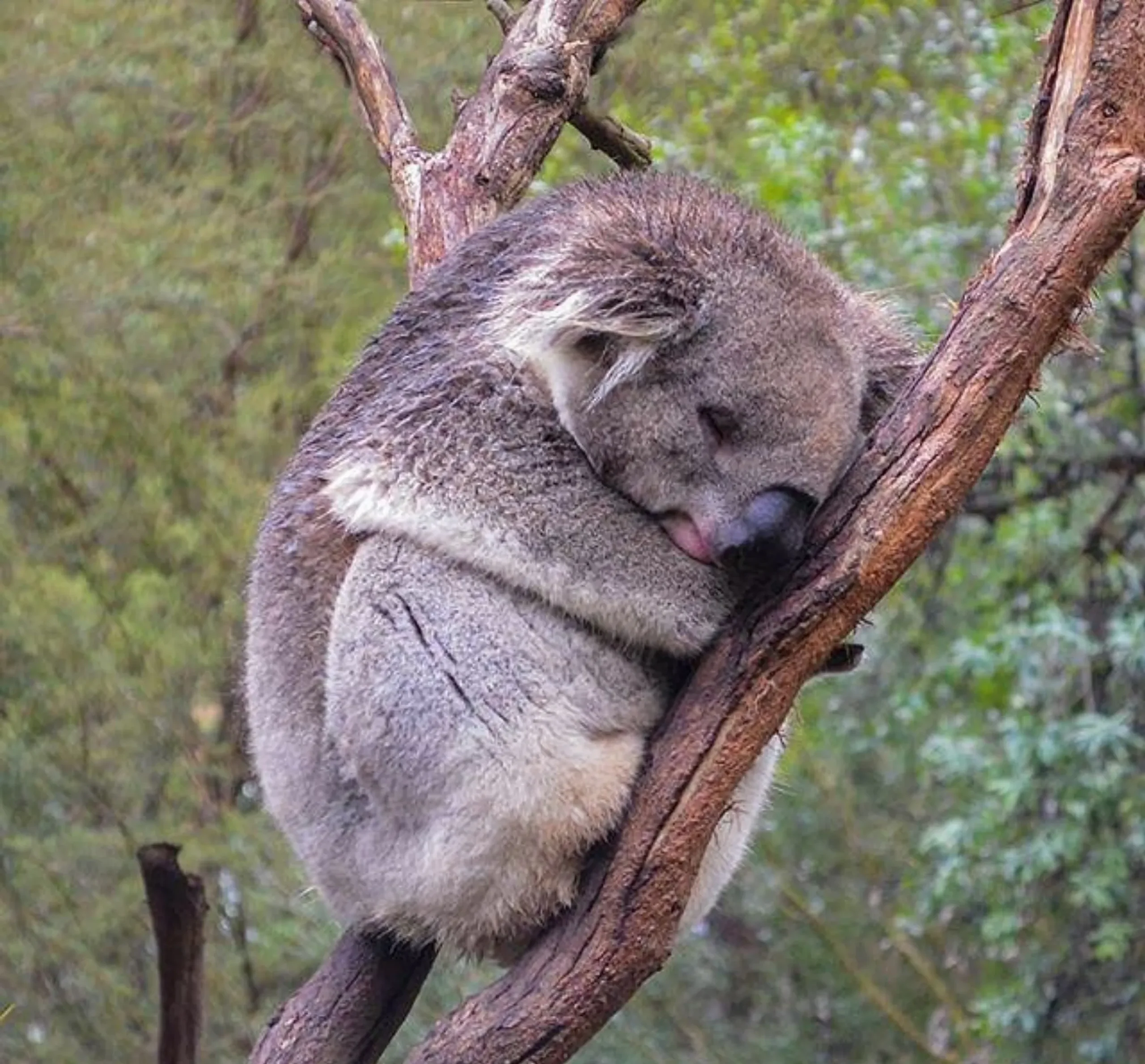 Healesville Sanctuary worth it