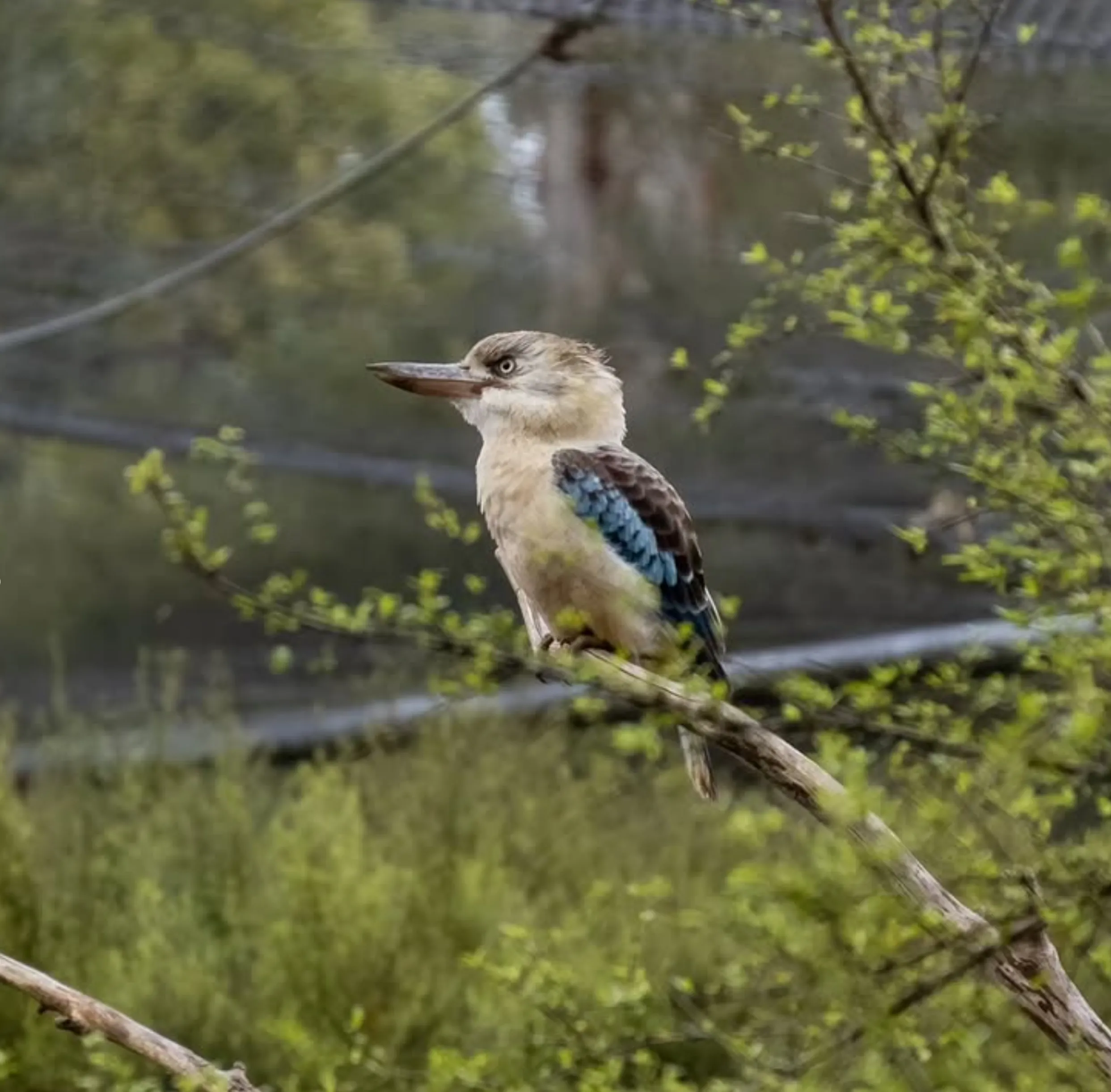 quick wildlife experience Victoria