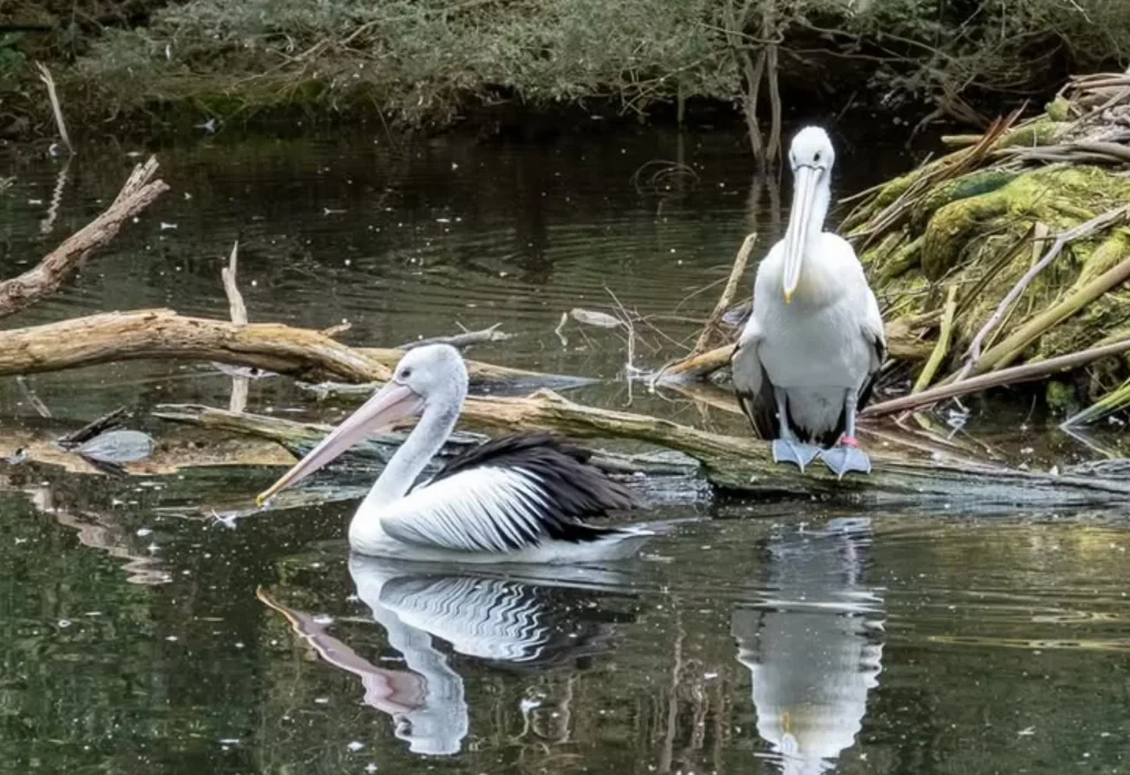 Yarra Valley wildlife attraction