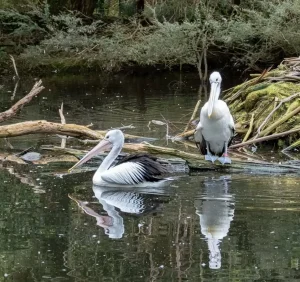 Yarra Valley wildlife attraction