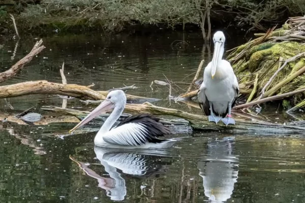 Yarra Valley wildlife attraction